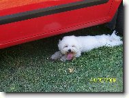 Bichon  poil fris, Bichon Frise