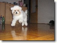 Bichon  poil fris, Bichon Frise
