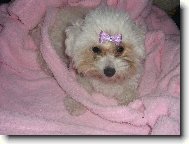 Bichon  poil fris, Bichon Frise