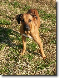 Rhodesian Ridgeback