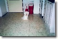 Bichon  poil fris, Bichon Frise