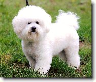 Bichon  poil fris, Bichon Frise