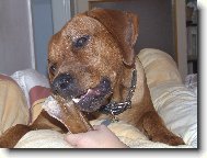 Rhodesian Ridgeback