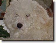 Bichon  poil fris, Bichon Frise