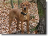 Rhodesian Ridgeback