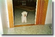 Bichon  poil fris, Bichon Frise