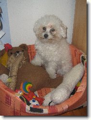 Bichon  poil fris, Bichon Frise
