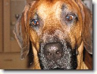 Rhodesian Ridgeback