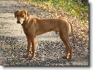 Rhodesian Ridgeback