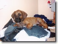 Rhodesian Ridgeback