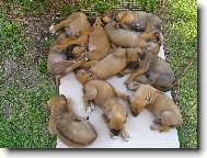 Rhodesian Ridgeback