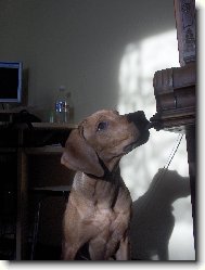 Rhodesian Ridgeback