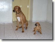 Rhodesian Ridgeback