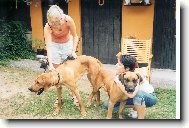Rhodesian Ridgeback