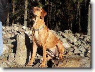 Rhodesian Ridgeback