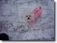 Bichon  poil fris, Bichon Frise