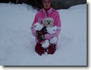 Bichon  poil fris, Bichon Frise