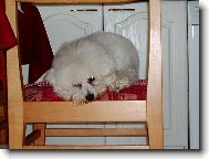 Bichon  poil fris, Bichon Frise