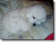 Bichon  poil fris, Bichon Frise