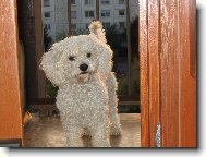 Bichon  poil fris, Bichon Frise