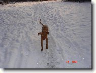 Rvidszr Magyar Vizsla, Hungarian Short-haired Pointing Dog