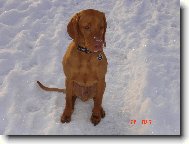 Rvidszr Magyar Vizsla, Hungarian Short-haired Pointing Dog