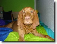 Rvidszr Magyar Vizsla, Hungarian Short-haired Pointing Dog