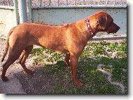Rhodesian Ridgeback