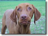 Rvidszr Magyar Vizsla, Hungarian Short-haired Pointing Dog