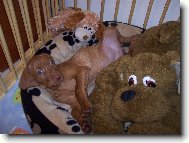 Rvidszr Magyar Vizsla, Hungarian Short-haired Pointing Dog