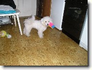 Bichon  poil fris, Bichon Frise
