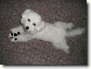 Bichon  poil fris, Bichon Frise