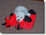 Bichon  poil fris, Bichon Frise
