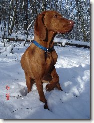Rvidszr Magyar Vizsla, Hungarian Short-haired Pointing Dog