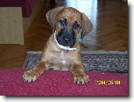 Rhodesian Ridgeback