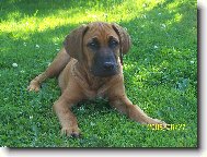 Rhodesian Ridgeback