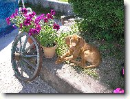 Rvidszr Magyar Vizsla, Hungarian Short-haired Pointing Dog