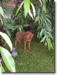 Rvidszr Magyar Vizsla, Hungarian Short-haired Pointing Dog