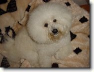 Bichon  poil fris, Bichon Frise