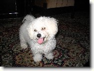 Bichon  poil fris, Bichon Frise