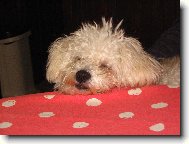 Bichon  poil fris, Bichon Frise