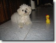 Bichon  poil fris, Bichon Frise