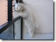 Bichon  poil fris, Bichon Frise