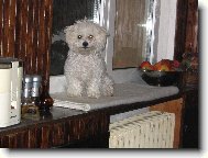 Bichon  poil fris, Bichon Frise