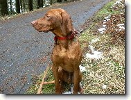 Rvidszr Magyar Vizsla, Hungarian Short-haired Pointing Dog