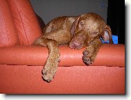 Rvidszr Magyar Vizsla, Hungarian Short-haired Pointing Dog