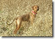 Rhodesian Ridgeback
