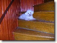 Bichon  poil fris, Bichon Frise