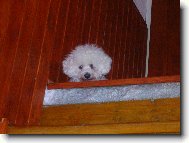 Bichon  poil fris, Bichon Frise