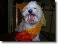 Bichon  poil fris, Bichon Frise